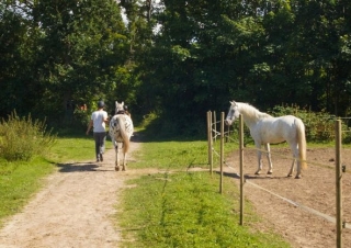  Auf dem Weg in den Wald 